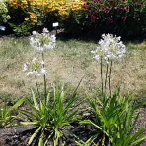 Agapanthus ‘Twister’ ® – foto illustrativa della pianta