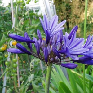 Agapanthus ‘Midnight Star’ [Navy Blue] – foto illustrativa della pianta