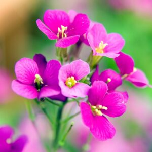 Arabis caucasica compacta ‘Compinkie’