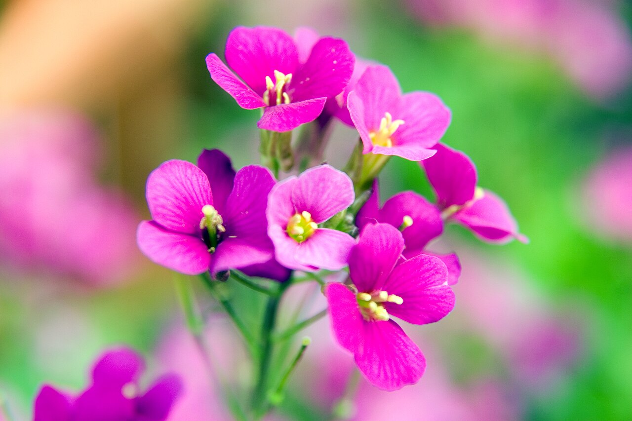 Arabis caucasica compacta ‘Compinkie’