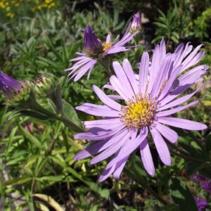 Aster frikartii ‘Monk’ (Moench)