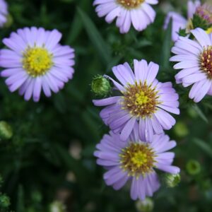 Aster dumosus ‘Prof. Anton Kippenberg’