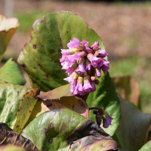 Bergenia cordifolia ‘Rutblum’