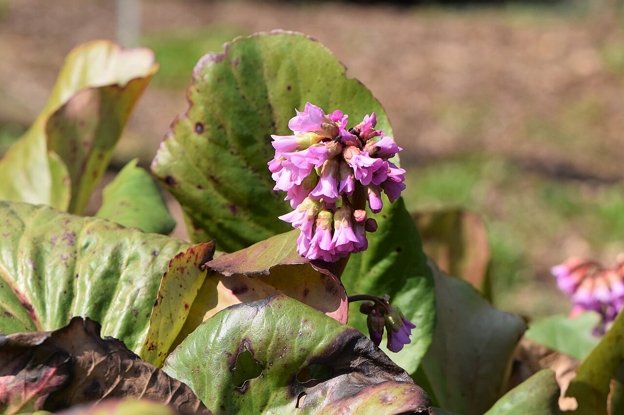 Bergenia cordifolia ‘Rutblum’