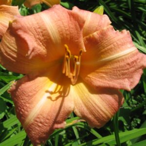 Hemerocallis ‘Children's Festival’