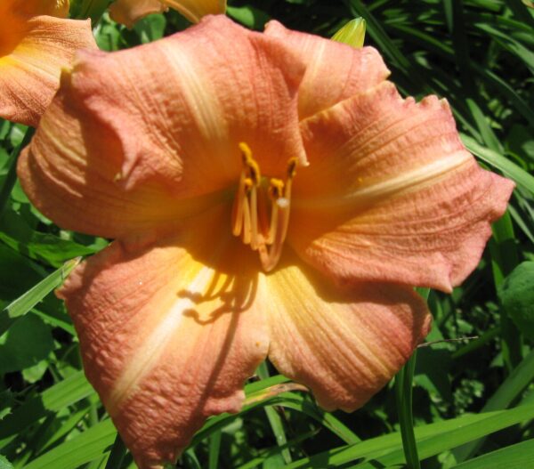 Hemerocallis ‘Children's Festival’