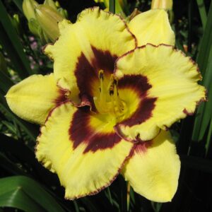 Hemerocallis ‘El Desperado’