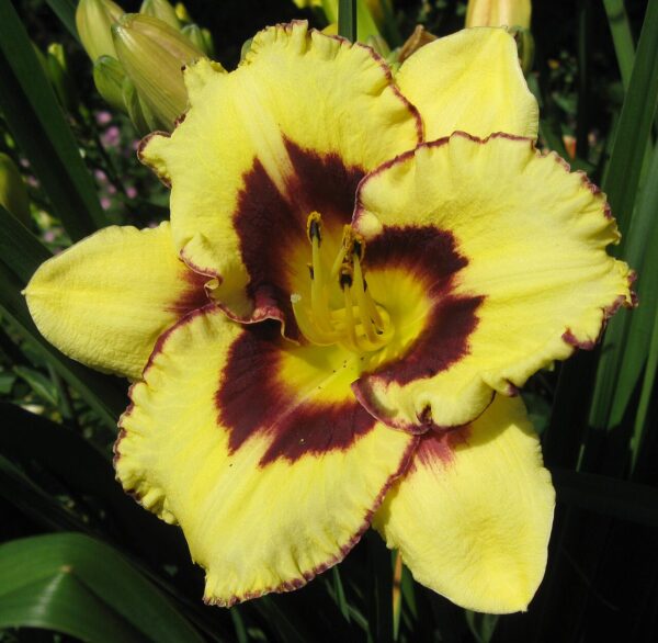 Hemerocallis ‘El Desperado’
