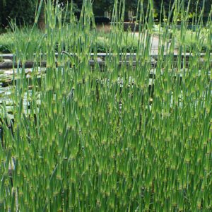 Equisetum hyemale ‘Robustum’