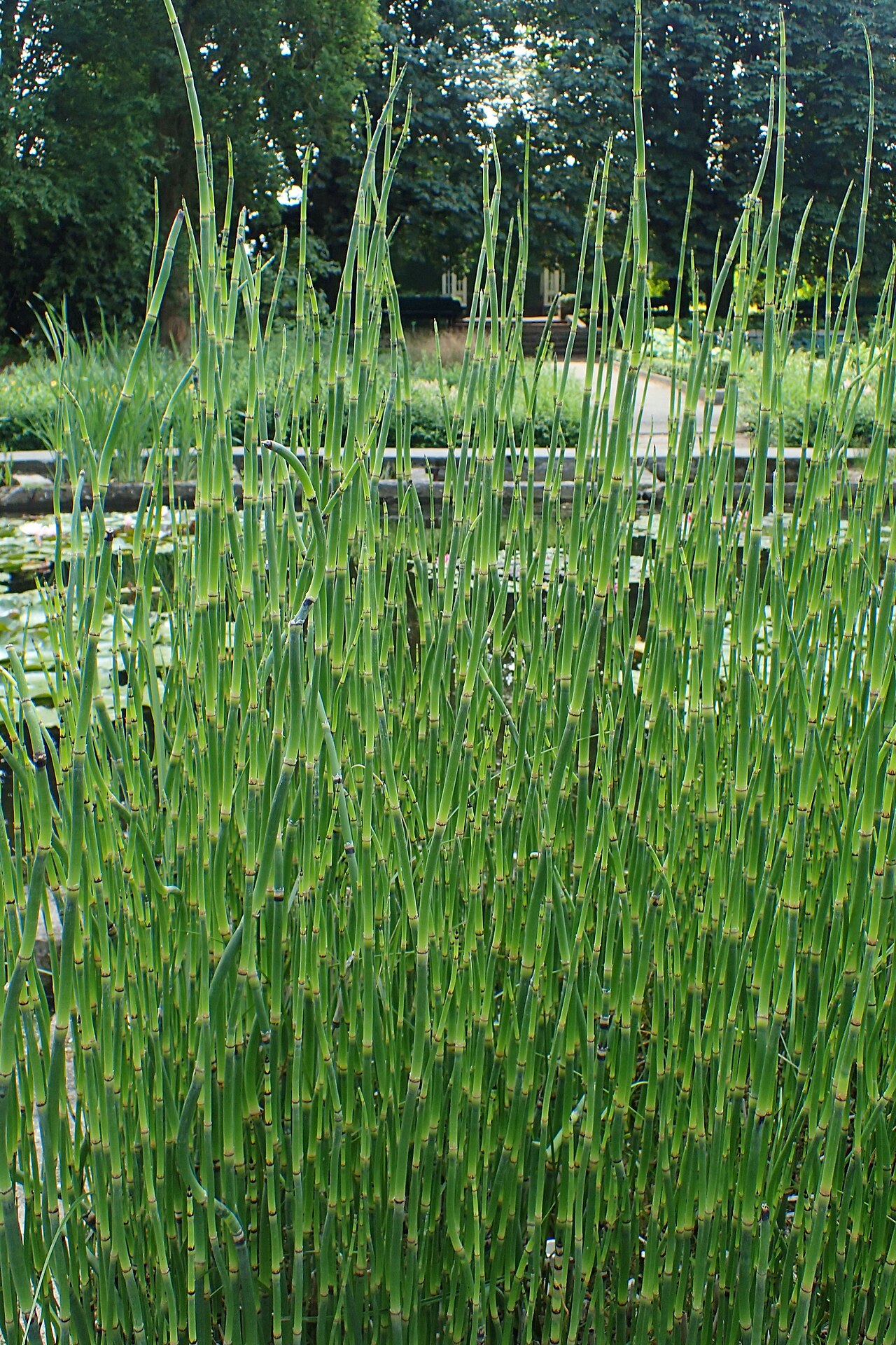 Equisetum hyemale ‘Robustum’
