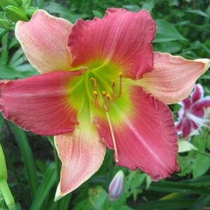 Hemerocallis ‘Final Touch’