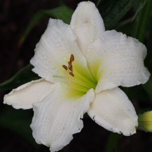 Hemerocallis ‘Gentle Shepherd’