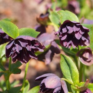 Helleborus orientalis Double Ellen ‘Purple’