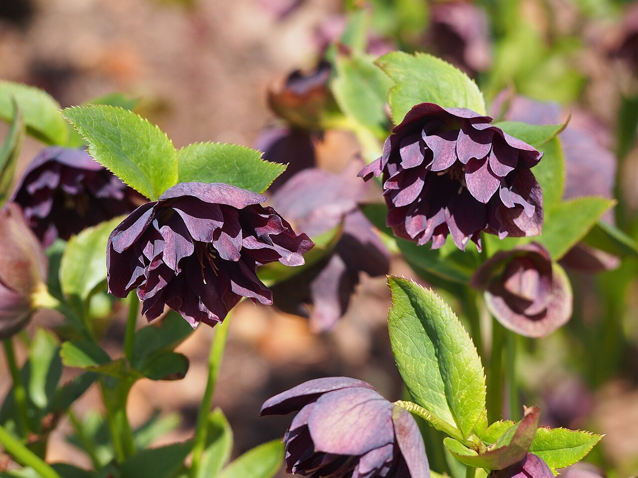 Helleborus orientalis Double Ellen ‘Purple’