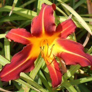 Hemerocallis ‘Autumn Red’