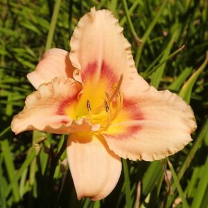 Hemerocallis ‘Buffy's Doll’