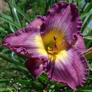Hemerocallis ‘Court Magician’