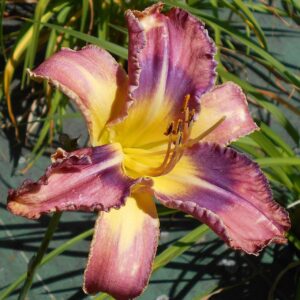 Hemerocallis ‘Mildred Mitchell’