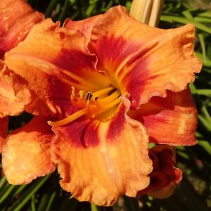 Hemerocallis ‘Tigger’