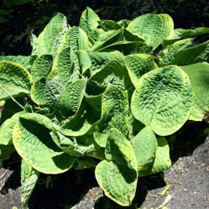 Hosta ‘Christmas Tree’ – foto illustrativa della pianta