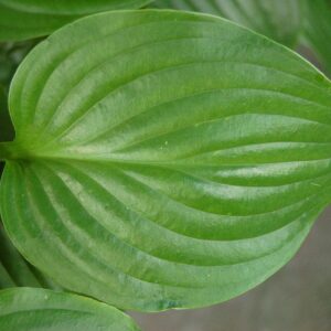 Hosta ‘Royal Standard’ – foto illustrativa della pianta