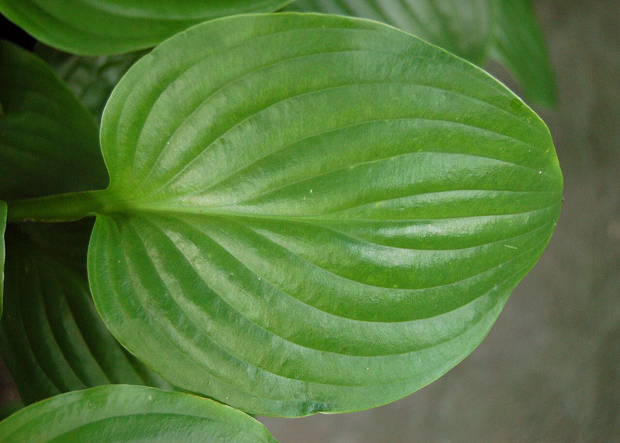 Hosta ‘Royal Standard’ – foto illustrativa della pianta