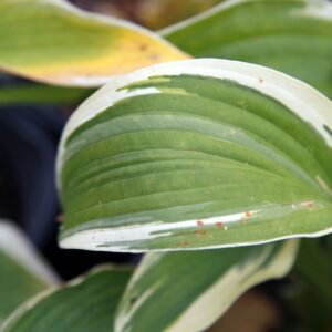 Hosta ‘Antioch’ – foto illustrativa della pianta