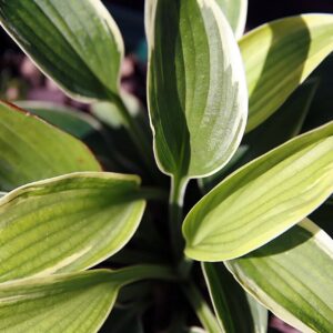 Hosta ‘Aristocrat’ – foto illustrativa della pianta