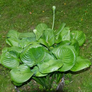 Hosta ‘Avocado’