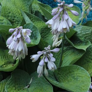Hosta ‘Big Daddy’ – foto illustrativa della pianta