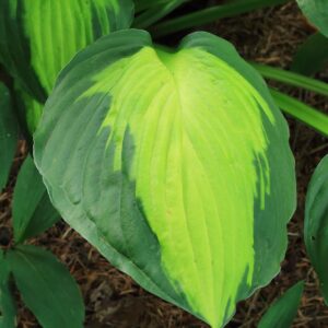 Hosta ‘Captain Kirk’ – foto illustrativa della pianta
