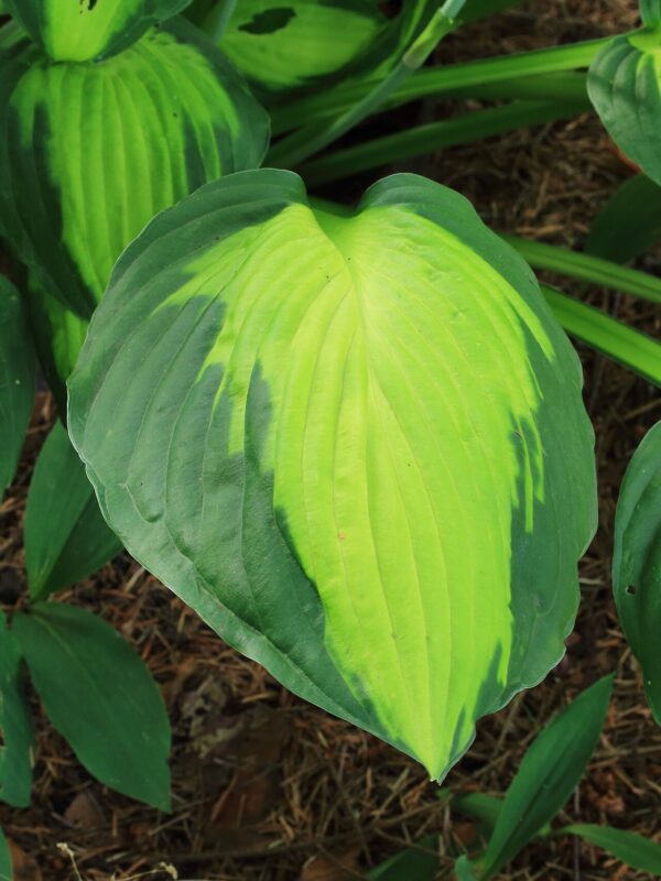 Hosta ‘Captain Kirk’ – foto illustrativa della pianta
