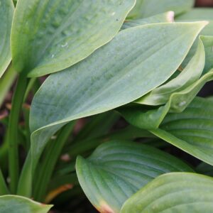 Hosta hybrida ‘Fragrant Blue’ – foto illustrativa della pianta