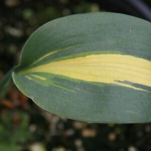Hosta ‘Grand Marquee’ ® – foto illustrativa della pianta