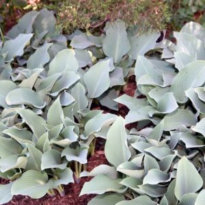 Hosta ‘Krossa Regal’ – foto illustrativa della pianta