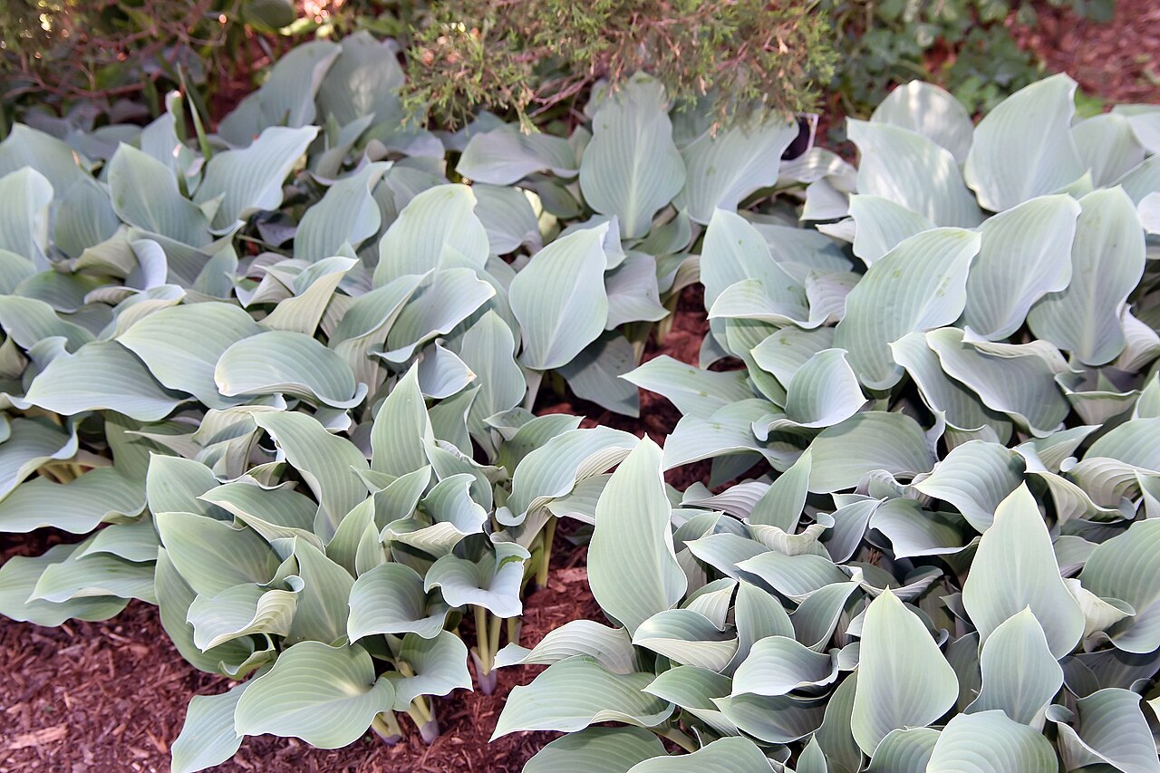 Hosta ‘Krossa Regal’ – foto illustrativa della pianta