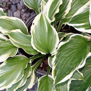 Hosta ‘Minuteman’ – foto illustrativa della pianta