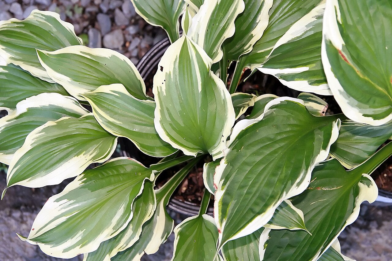 Hosta ‘Minuteman’ – foto illustrativa della pianta