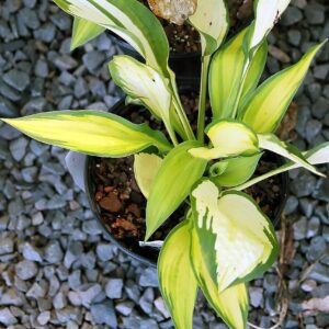 Hosta ‘Orange Marmelade’