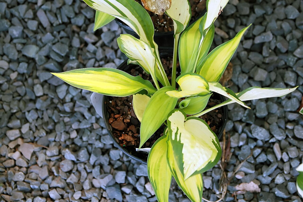 Hosta ‘Orange Marmelade’