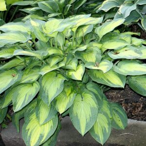 Hosta ‘Paul's Glory’