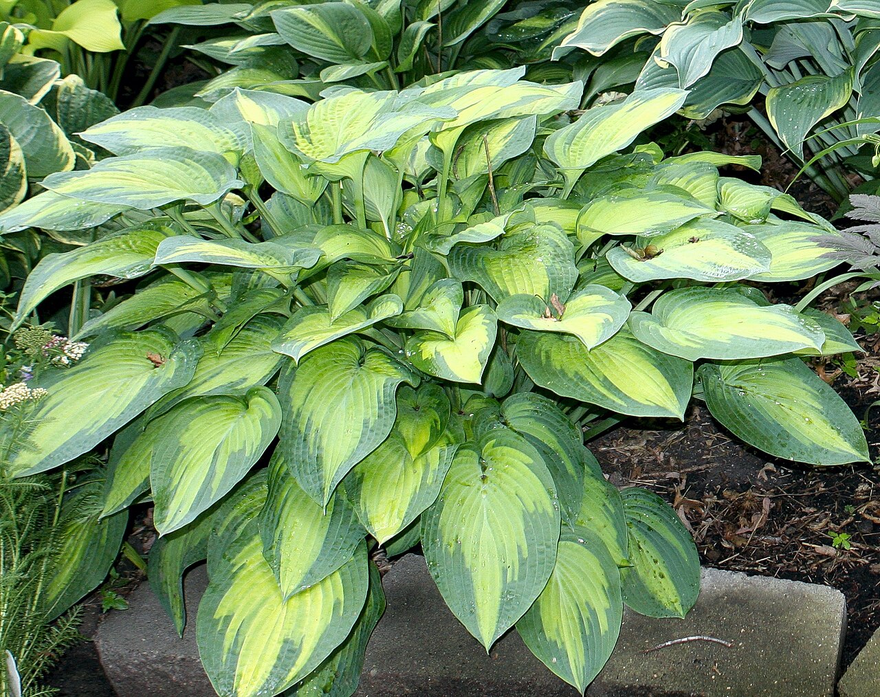 Hosta ‘Paul's Glory’