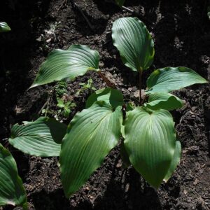 Hosta ‘Red October’