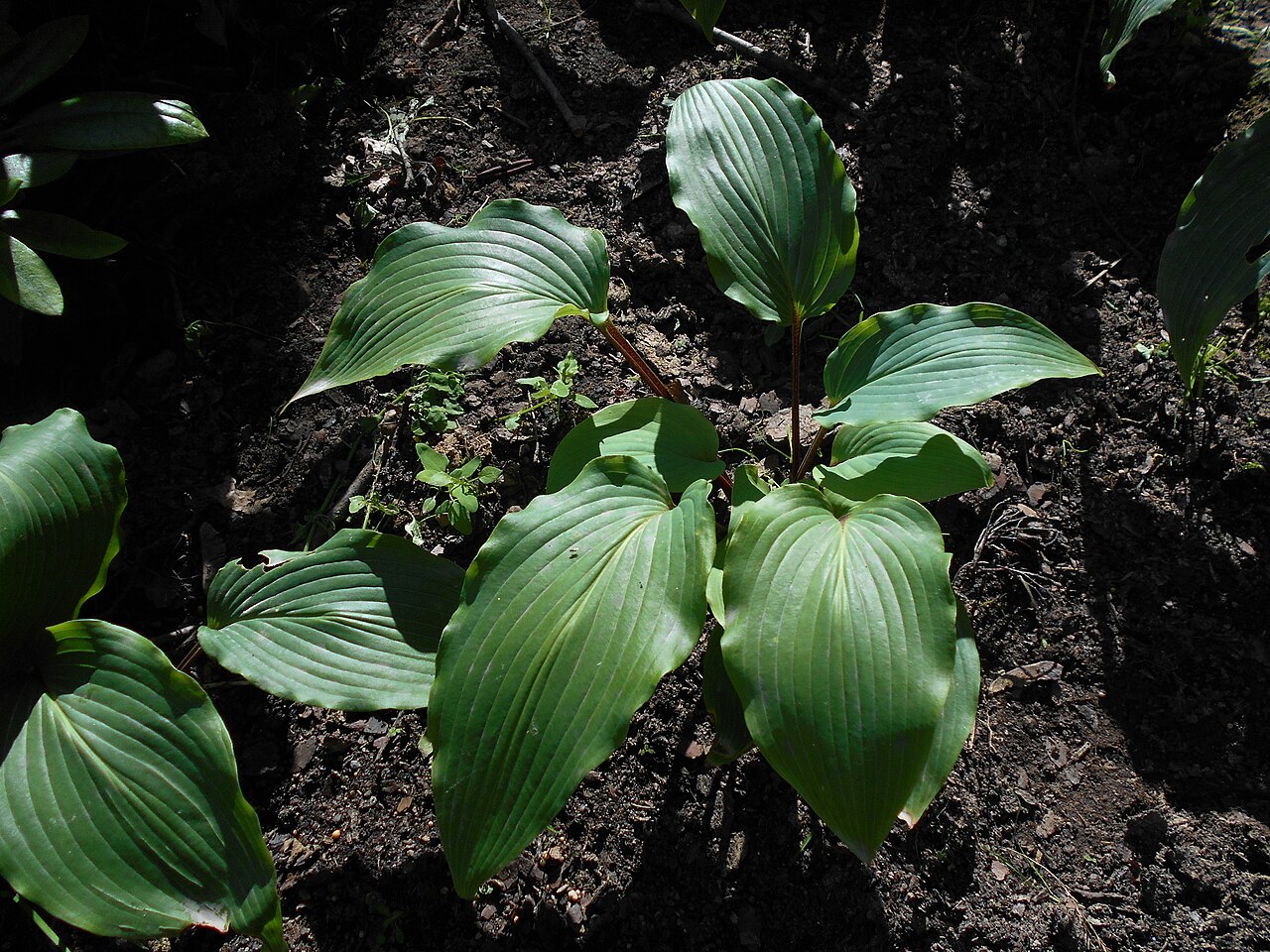 Hosta ‘Red October’