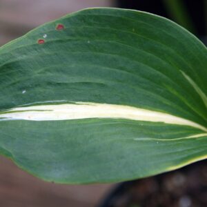 Hosta ‘Thunderbolt’ – foto illustrativa della pianta