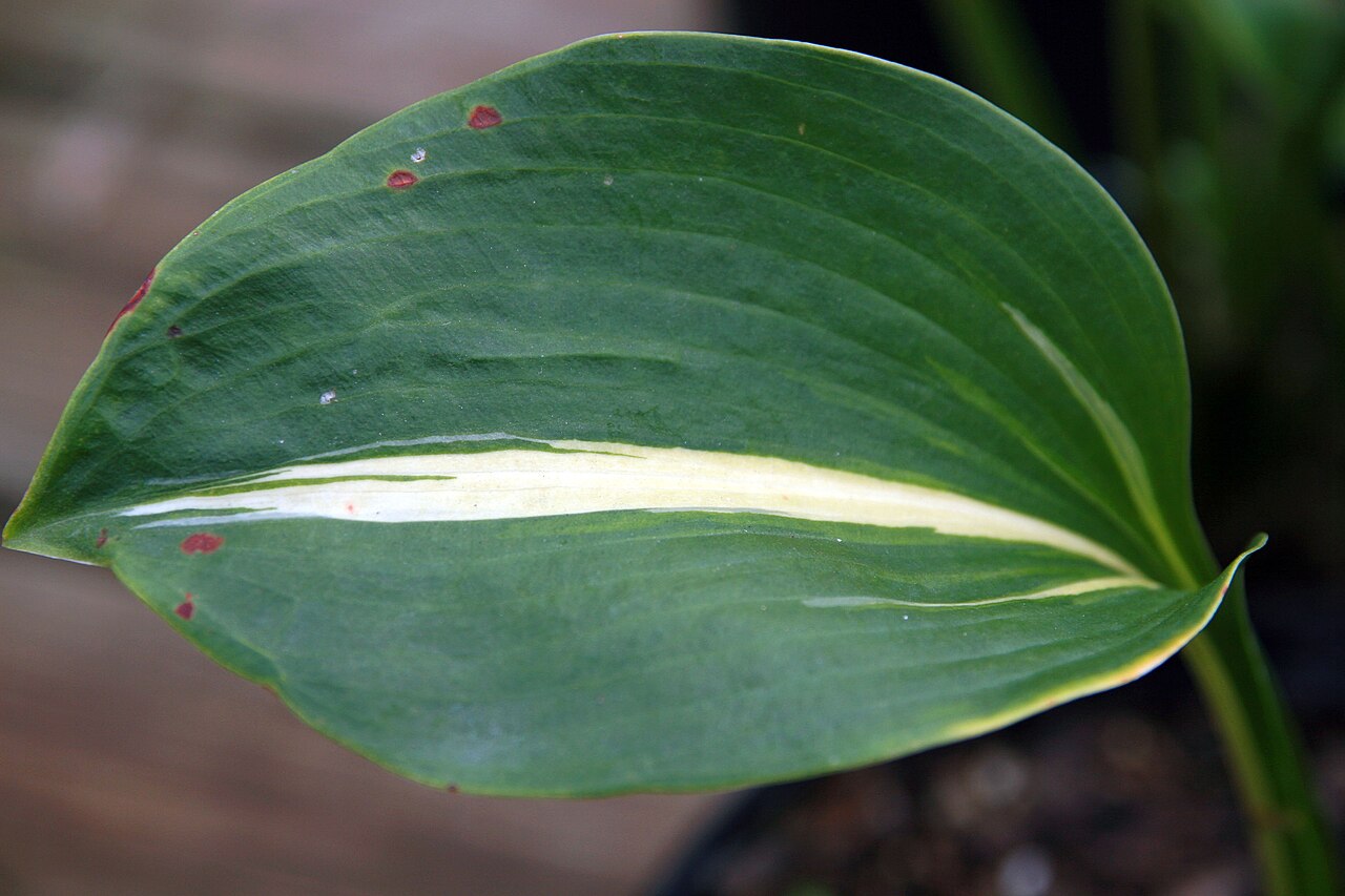 Hosta ‘Thunderbolt’ – foto illustrativa della pianta