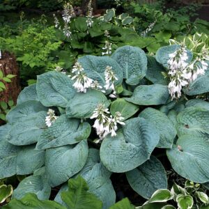 Hosta sieboldiana ‘Elegans’ – foto illustrativa della pianta