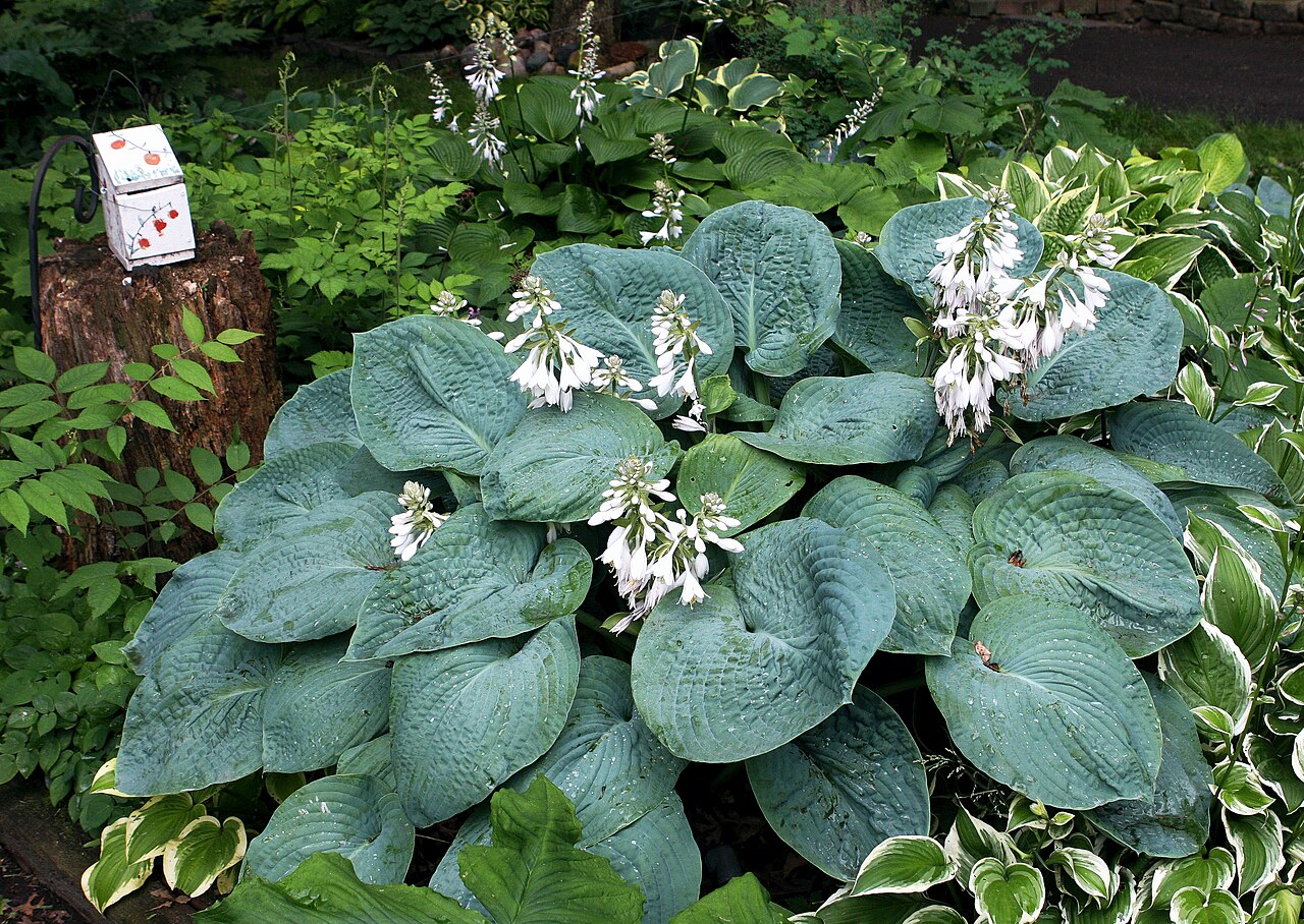 Hosta sieboldiana ‘Elegans’ – foto illustrativa della pianta