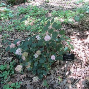 Hydrangea arborescens ‘Invincibelle’ ® (pink Annabelle)