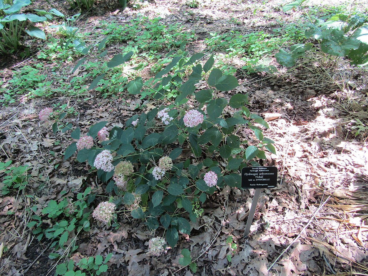 Hydrangea arborescens ‘Invincibelle’ ® (pink Annabelle)
